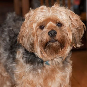 Brady